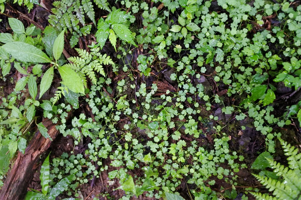 雨の日登山の魅力ってなんだろう?
