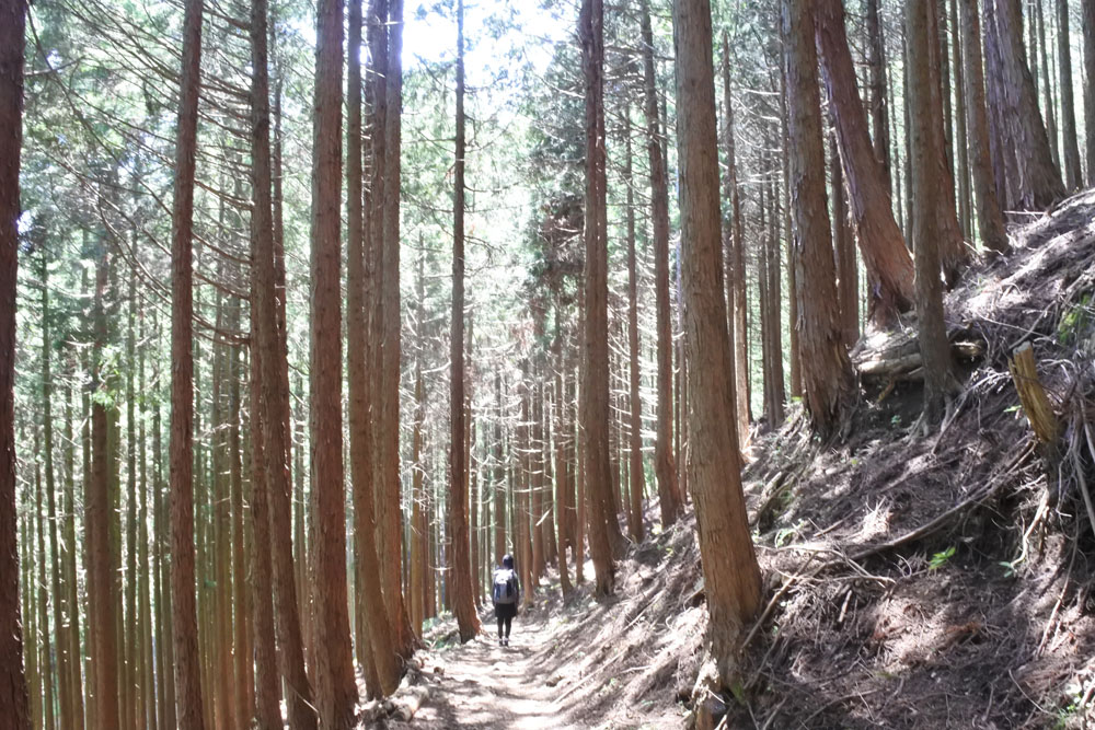 寄バス停に向けて下山開始