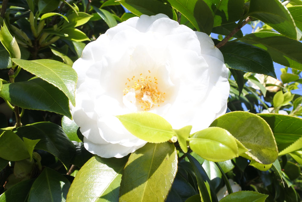 シダンゴ山の登山口前の花