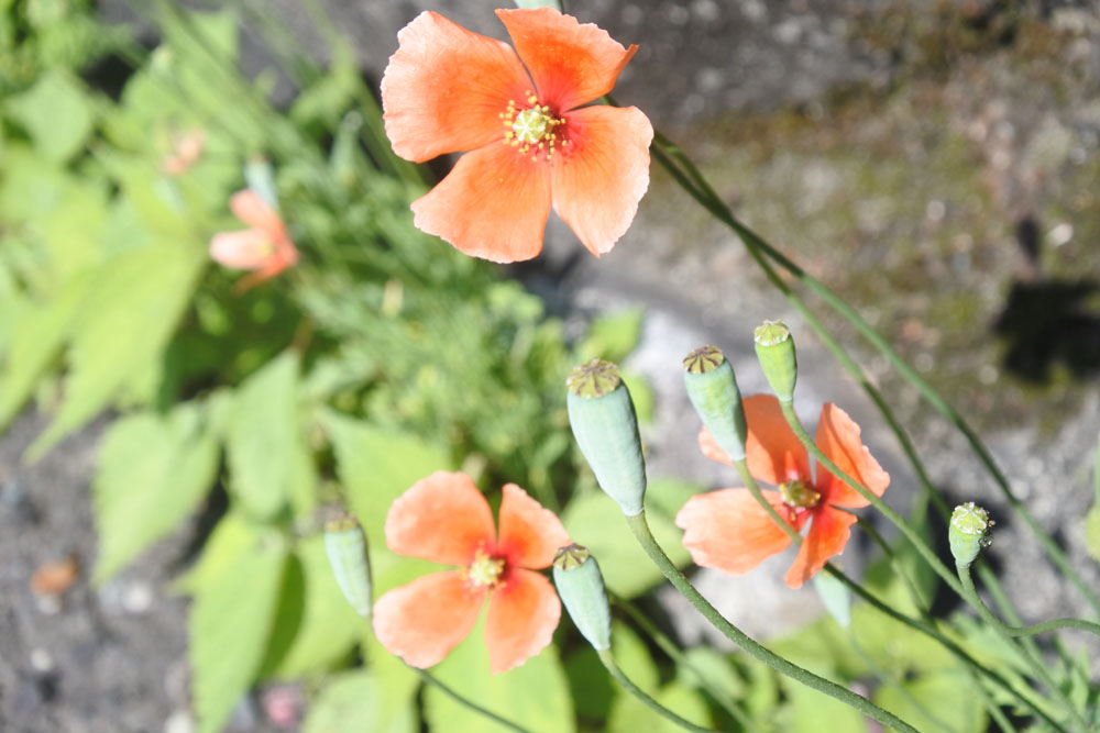 シダンゴ山の登山口前の花
