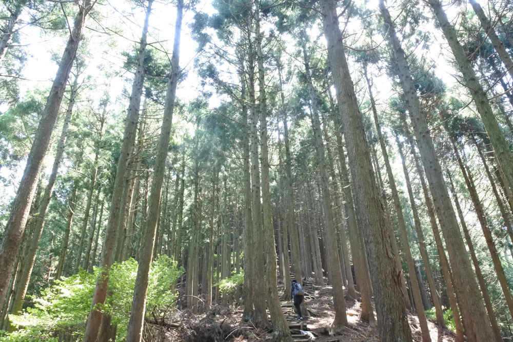 宮地山の頂上から、シダンゴ山へ向かう