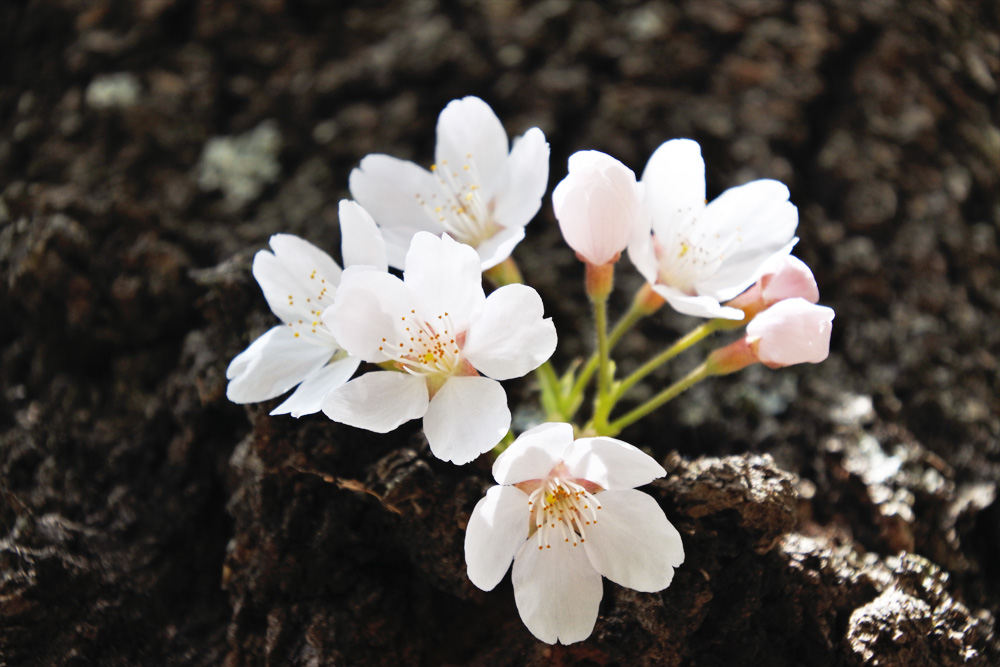 ひとりだから自分のペースで楽しめる