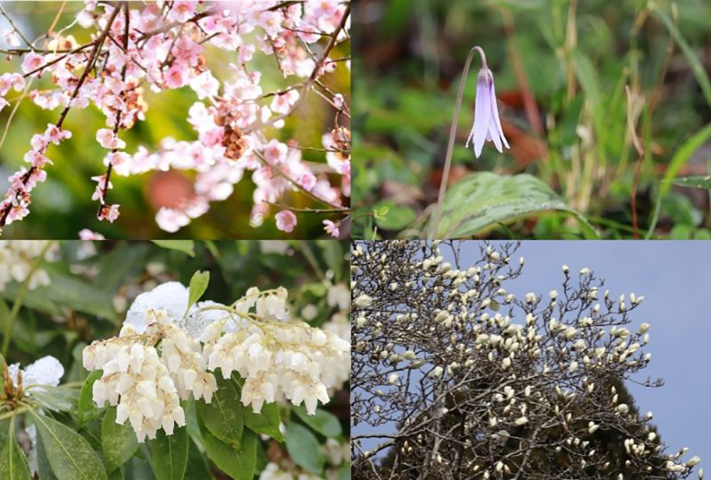 ヤマザクラはまだ咲き始めで、カタクリやコブシの花