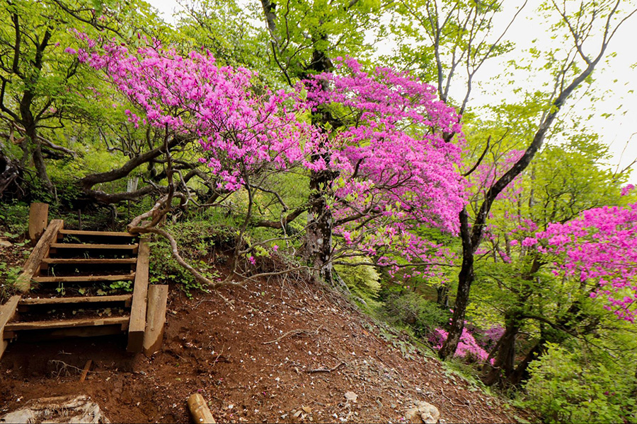 展望園地～石棚山稜分岐～檜洞丸山頂
