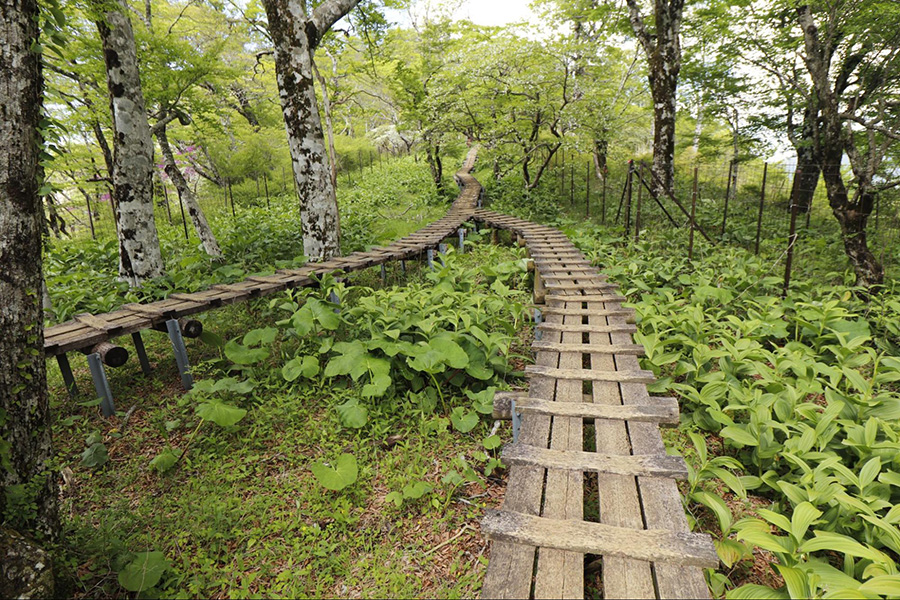 展望園地～石棚山稜分岐～檜洞丸山頂