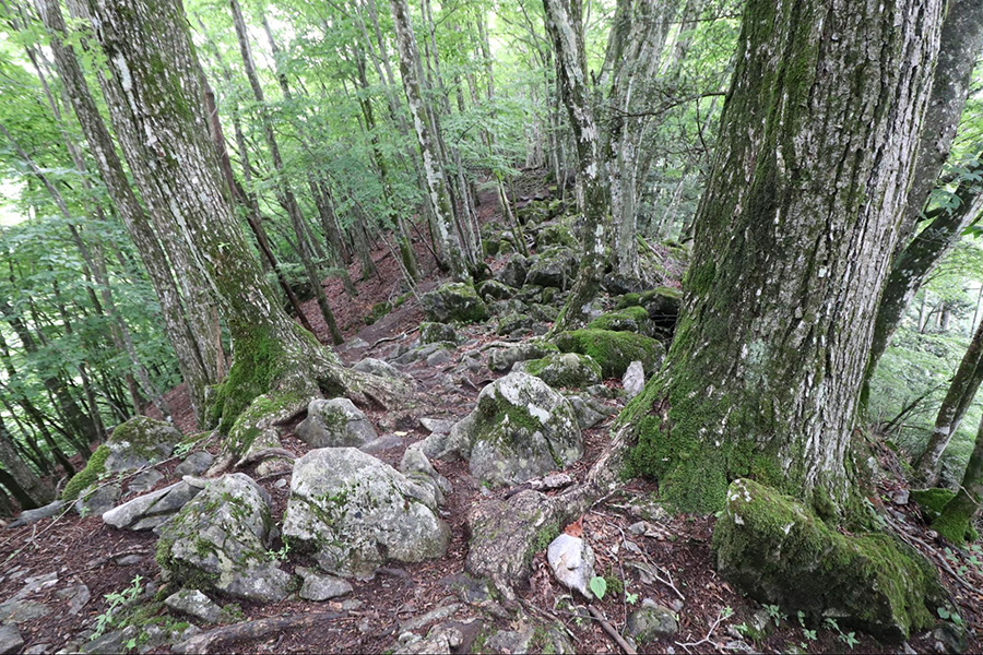 御前山の大ブナ尾根