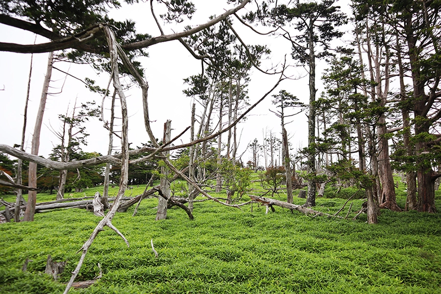 正木ヶ原（まさきがはら） / 標高1,641ｍ