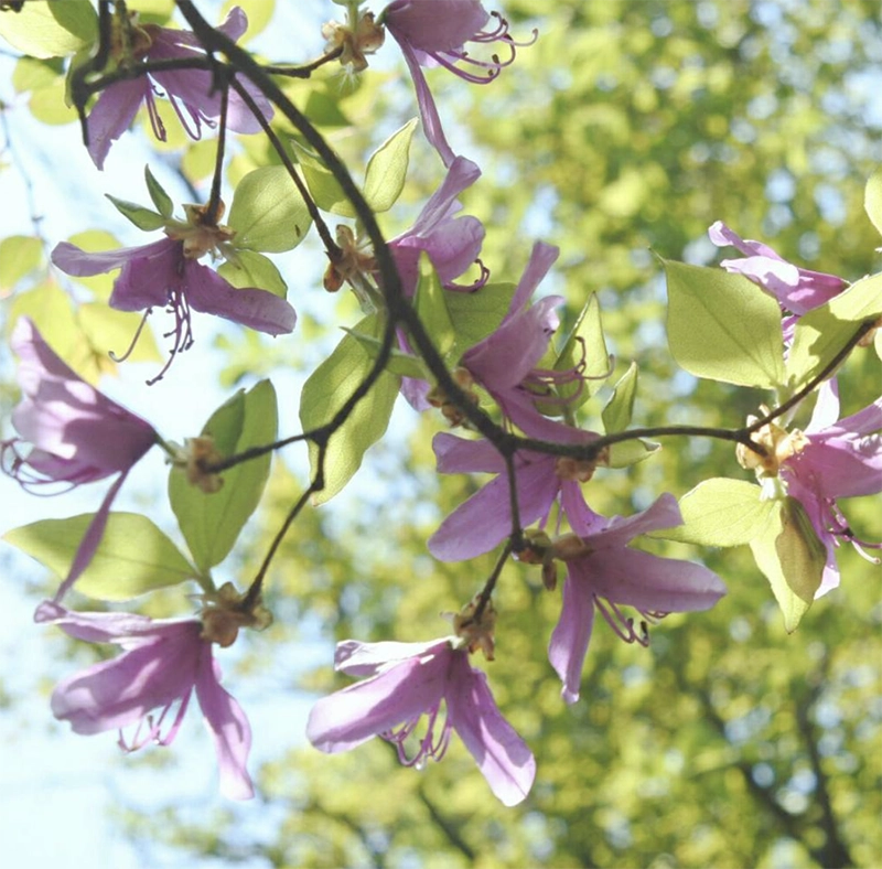 塔ノ岳で見られる花や植物